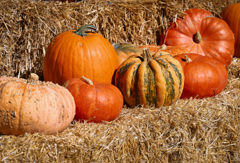 Citrouilles et Boum d’Halloween