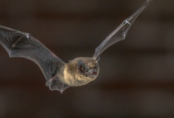 Atelier Création de gîtes à chauve-souris